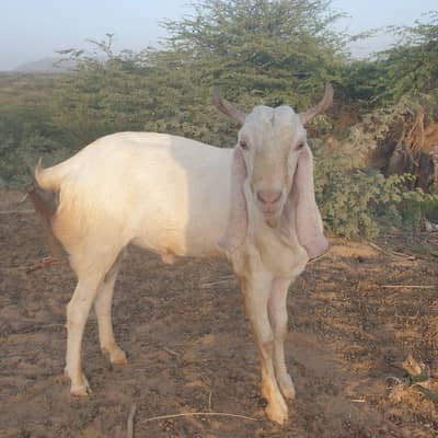 Goat Qurbani 2 Danth janwaar
