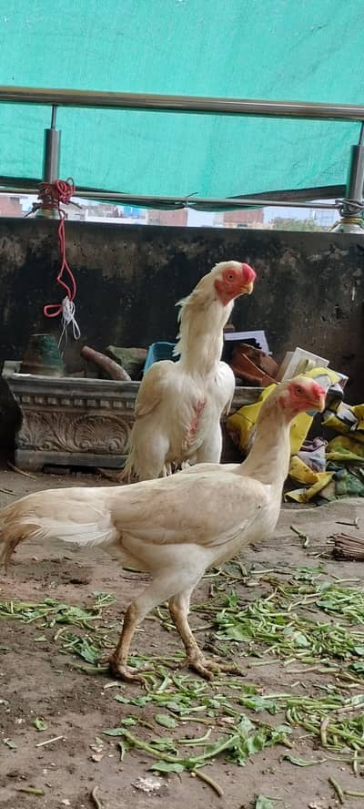 Indian parrot Beak chics foresale per pic 20000