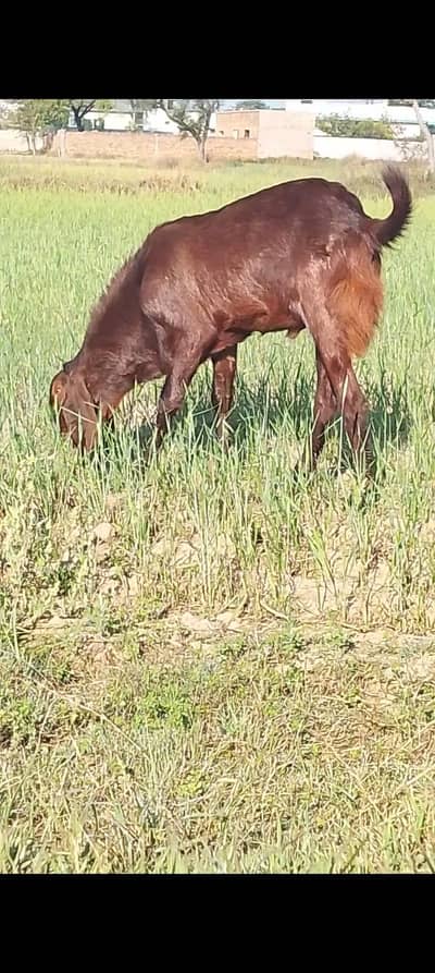 Bakra for sale 110 k