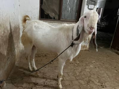 White Bakra For Sale
