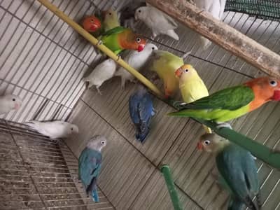 lovebirds