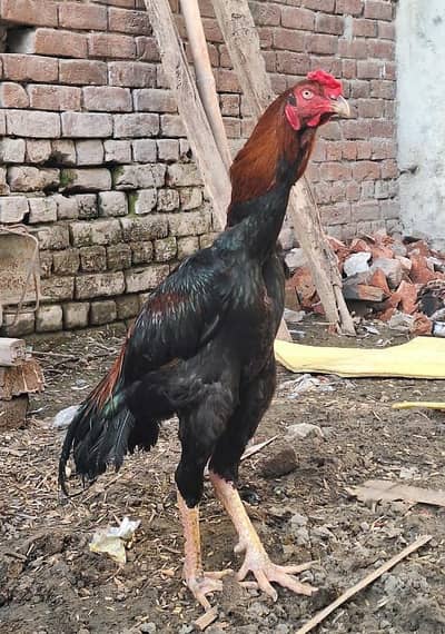 pure Pakistani aseel male