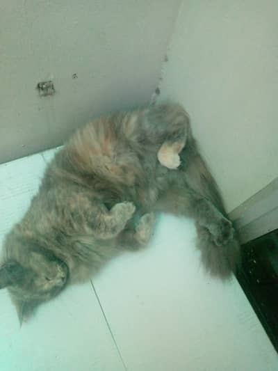 cat for adoption
