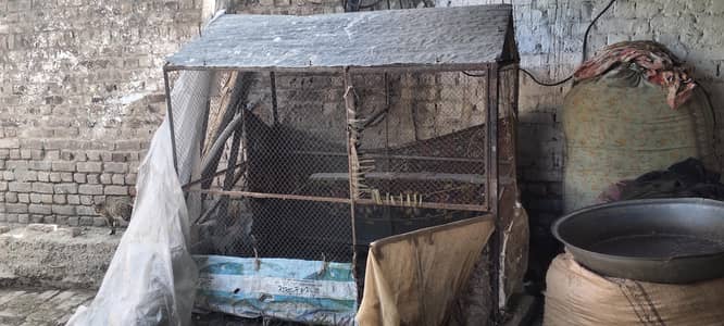 penjra cheken coop