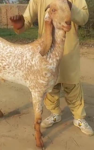 desi Bakra for sale 03405796364