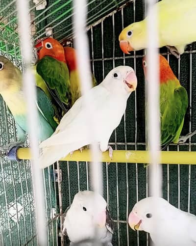 lovebirds