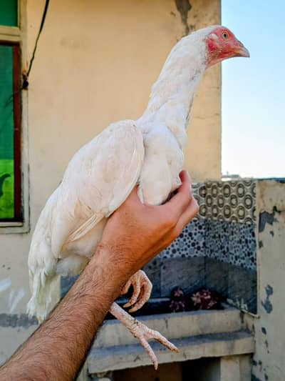 Pure White Aseel Herra Female – Top Bloodline – Active & Healthy
