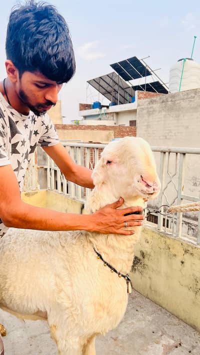 Goat  For Sale