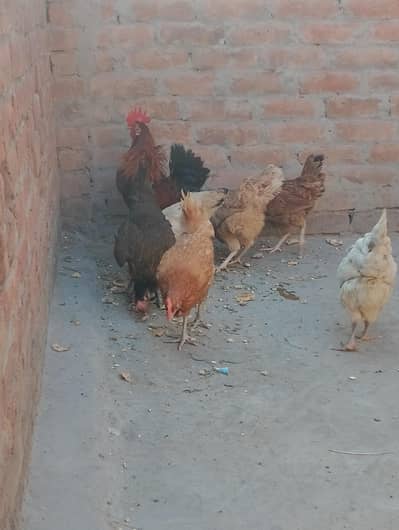 دیسی گھر کی پالی ہوئی مرغیاں سیل کے لیے دستیاب ہیں