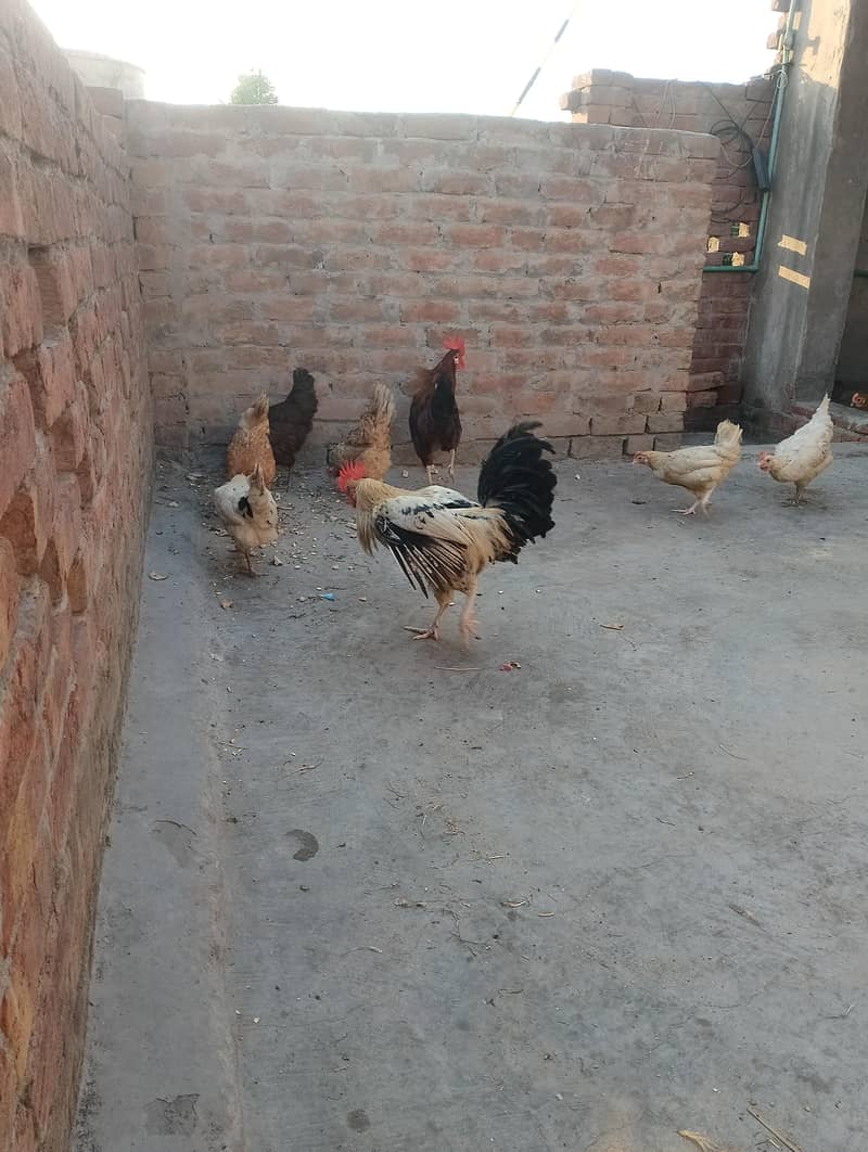 دیسی گھر کی پالی ہوئی مرغیاں سیل کے لیے دستیاب ہیں 3