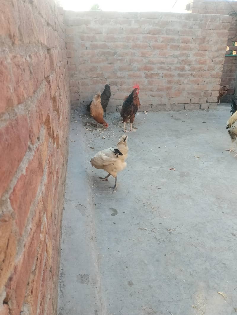 دیسی گھر کی پالی ہوئی مرغیاں سیل کے لیے دستیاب ہیں 4
