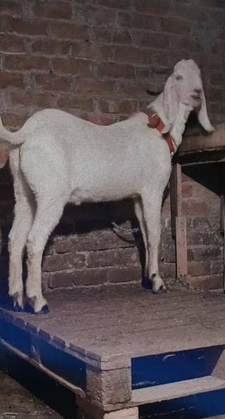 white Bakra 2 daant
