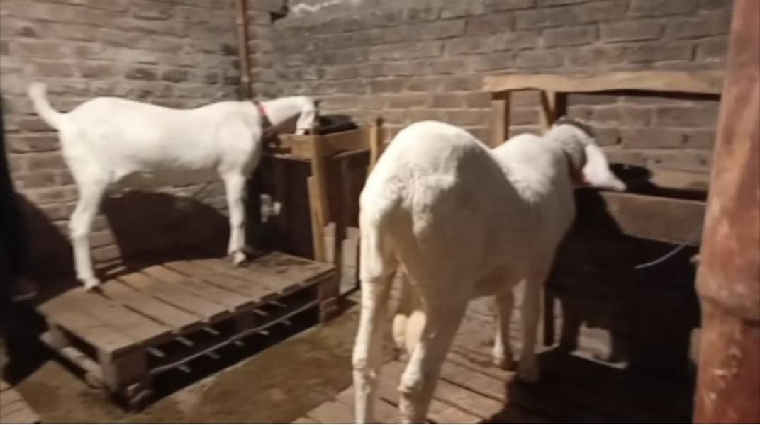 white Bakra 2 daant 1