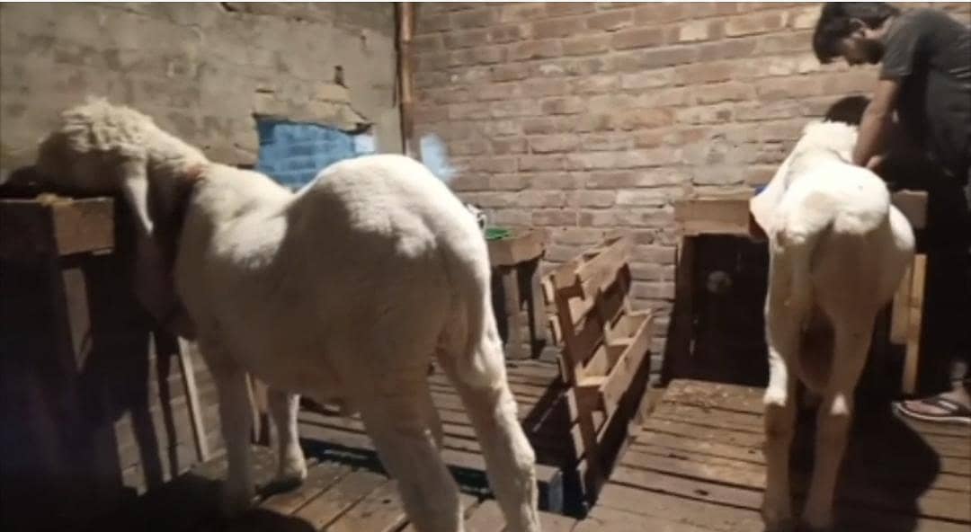 white Bakra 2 daant 2
