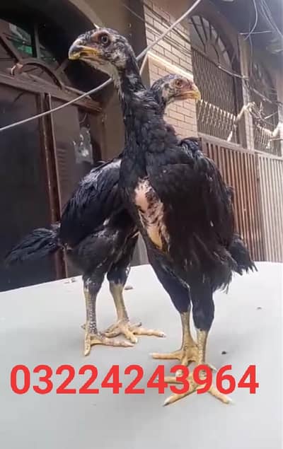 black shamo cobra