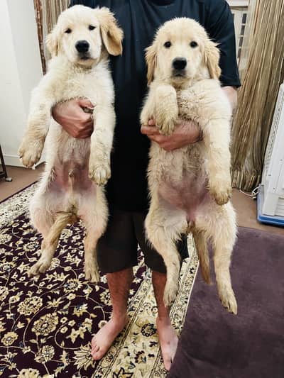 Golden retriever male puppy