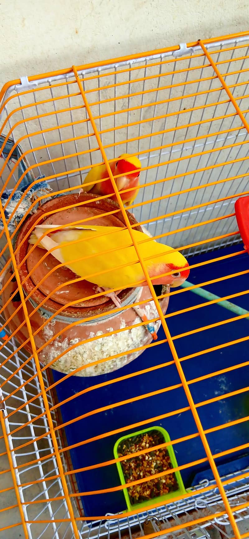 parrot 0