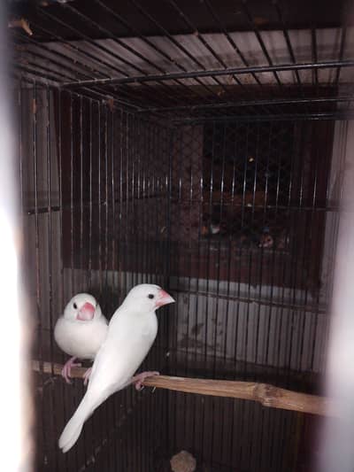 white jawa breeder pair available