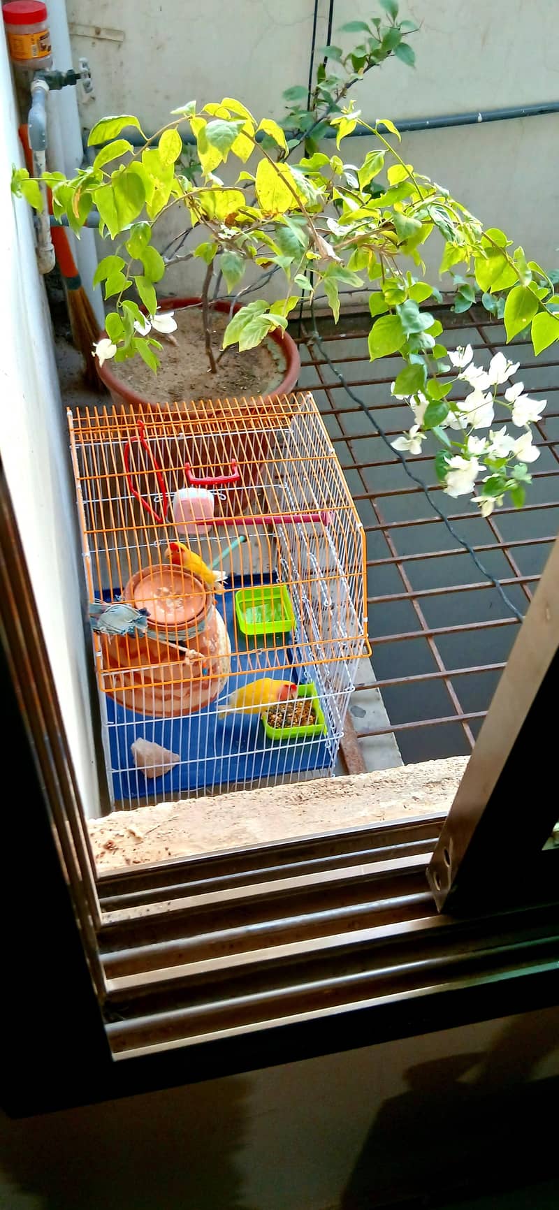 parrot 1