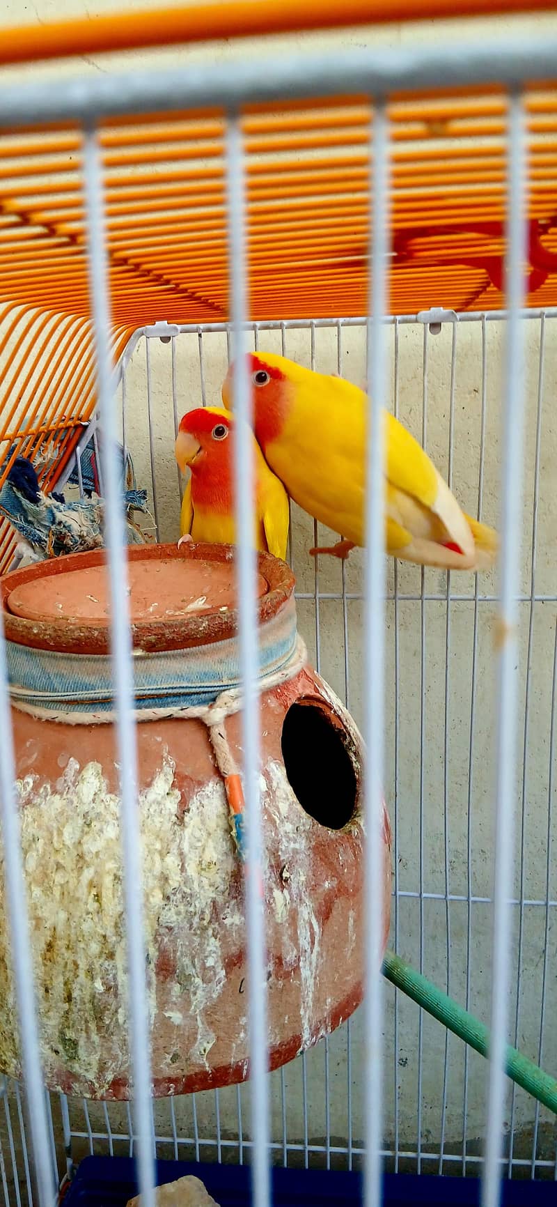 parrot 2