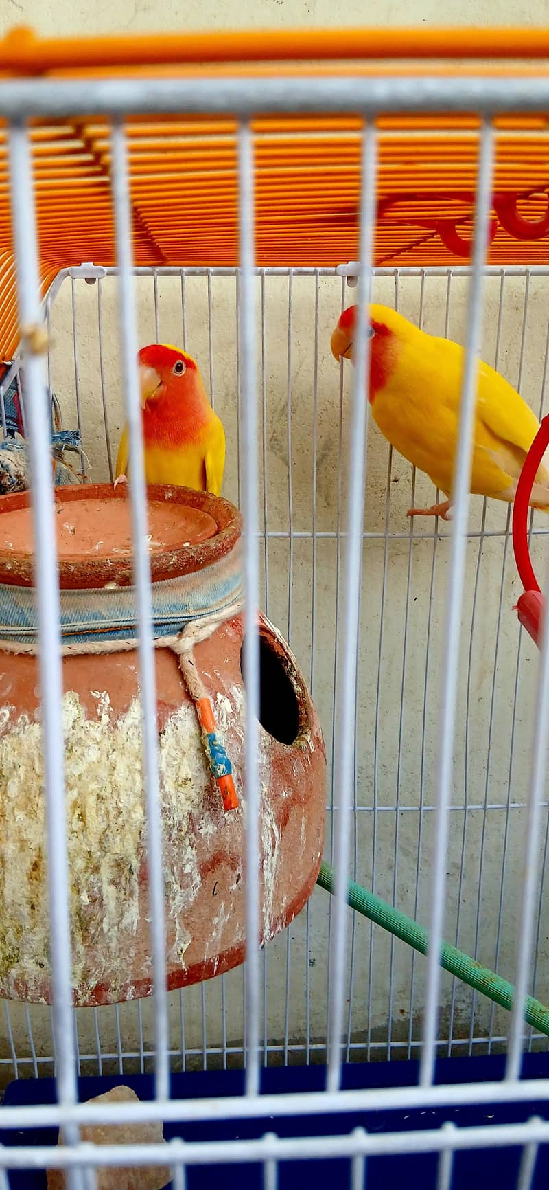 parrot 3