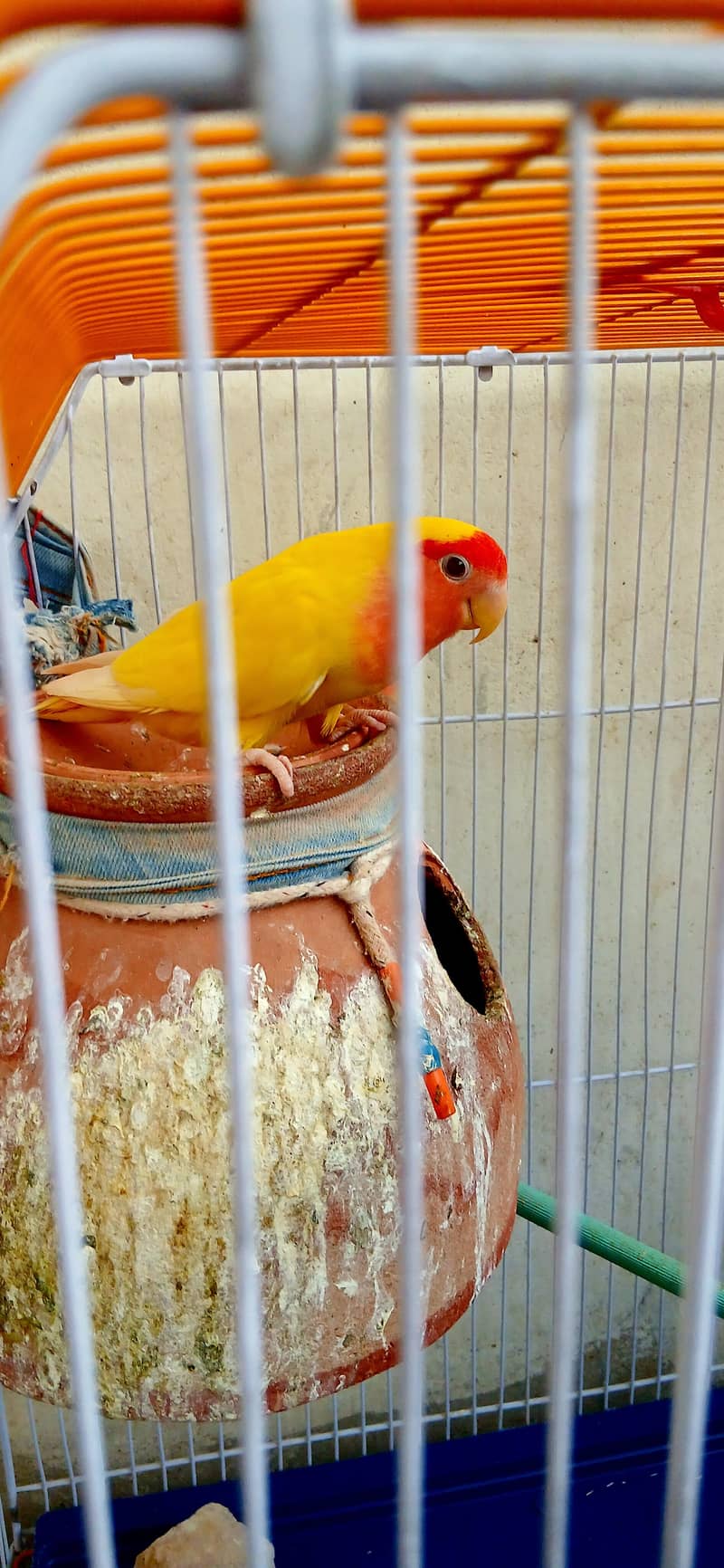 parrot 4