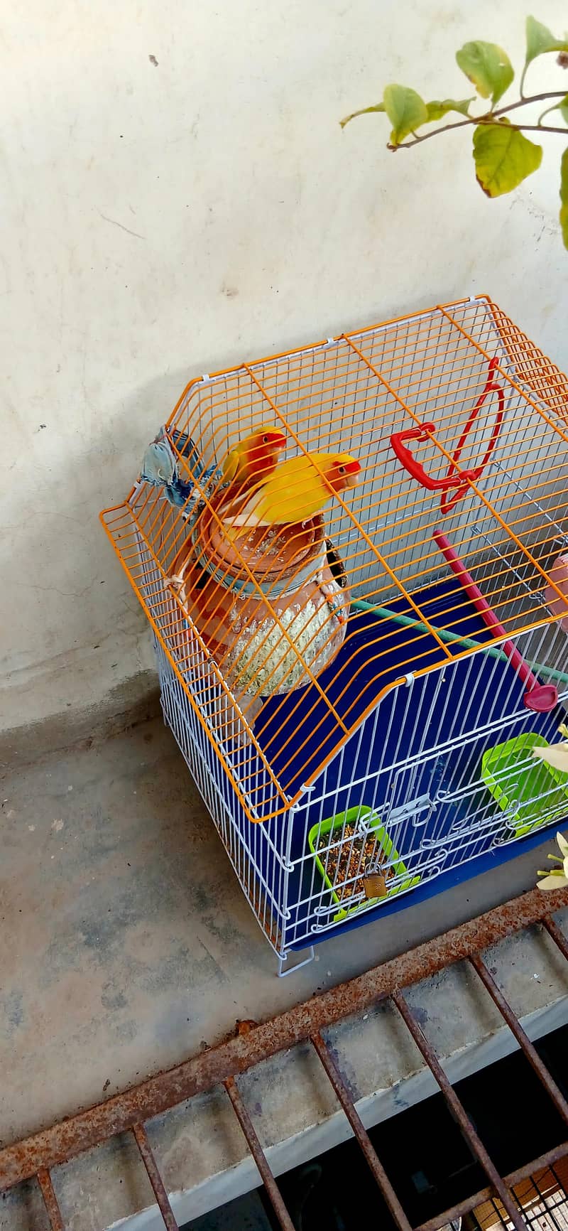 parrot 6
