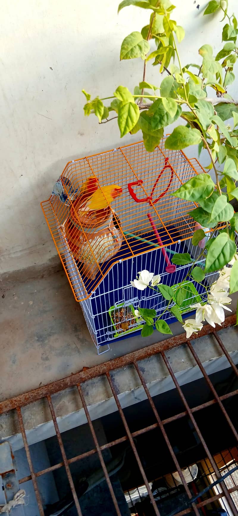 parrot 7
