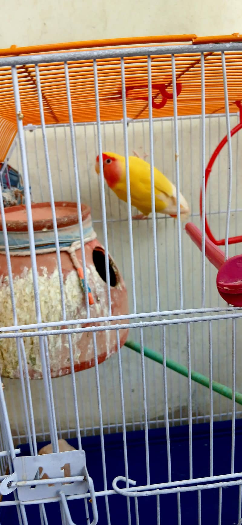 parrot 8