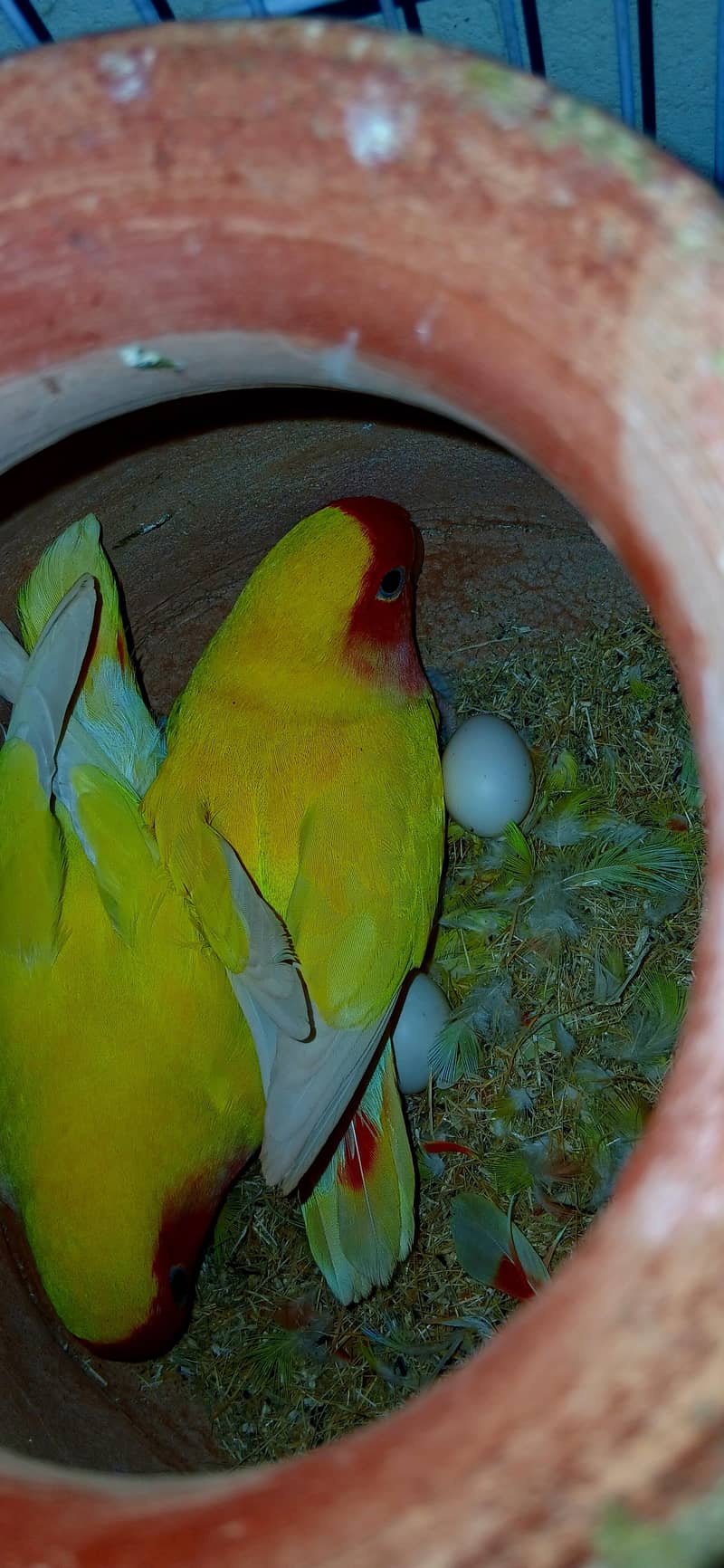 parrot 9