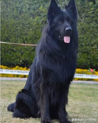 GSDCP Black Dubble Coat German Shepherd Puppies  for sale