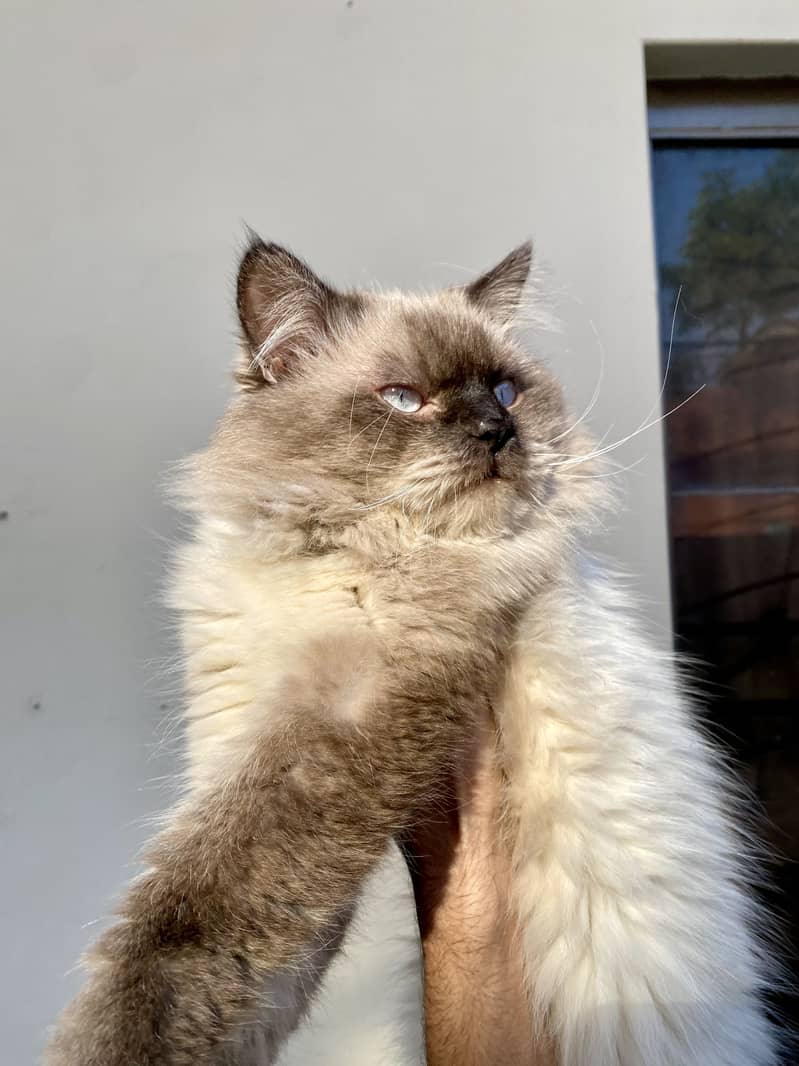 Himalayan Cat 2