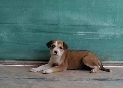 bully gultair male puppy for sale