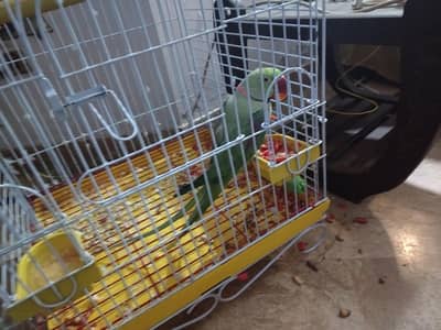 Pahari parrot with cage,, excellent talking