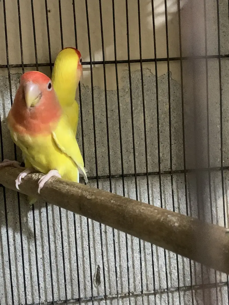 Lovebirds for sale read Add