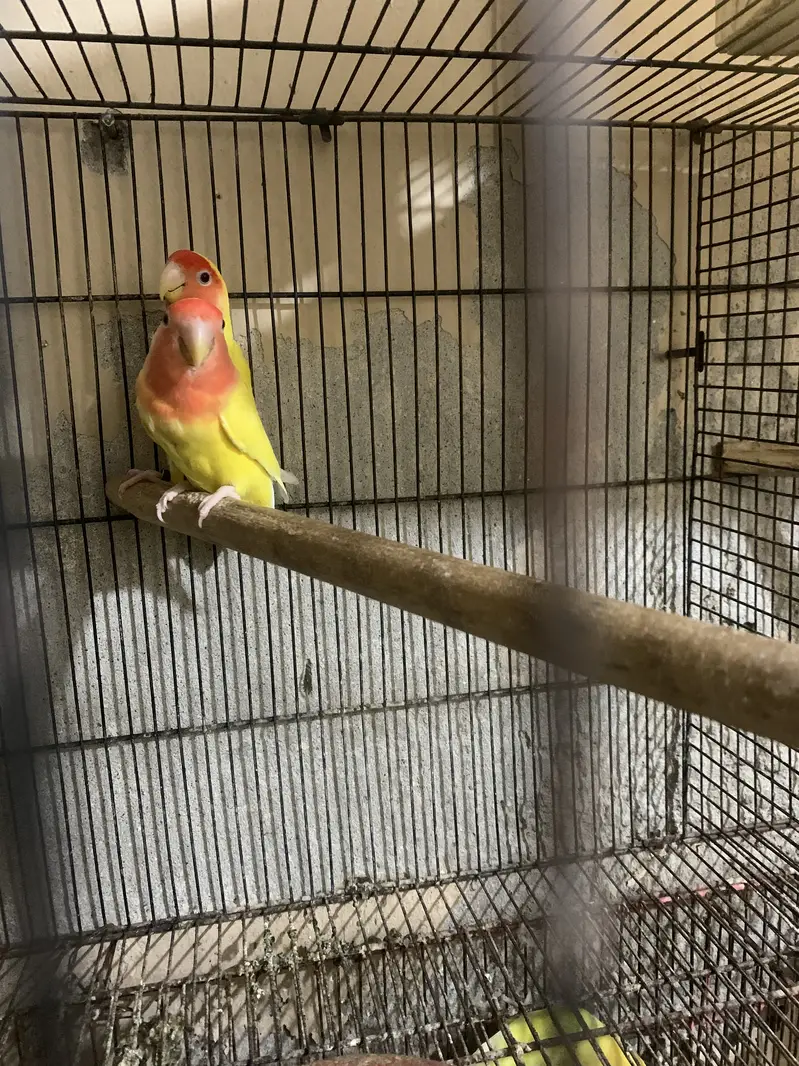 Lovebirds for sale read Add — photo 2