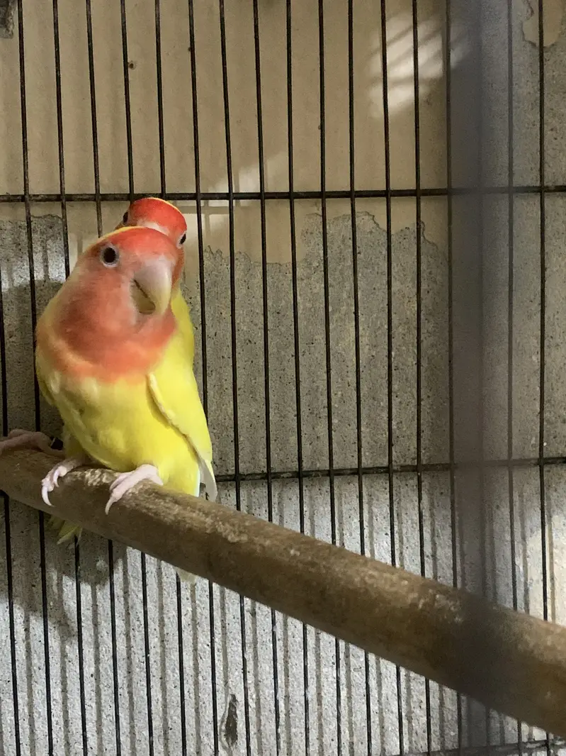 Lovebirds for sale read Add — photo 3