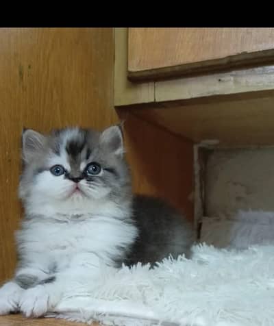 Persian triple coated female kittens available for sale
