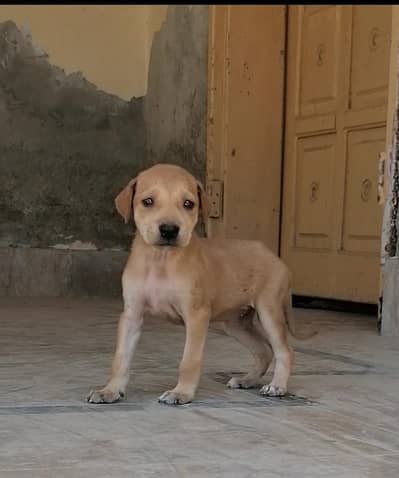 bully  female puppy available for sale