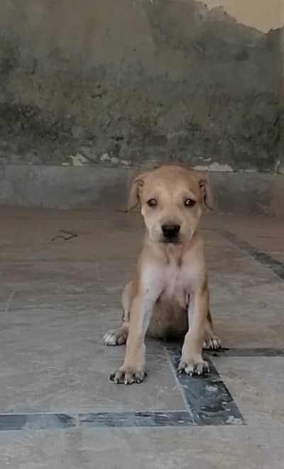 bully female puppy'
