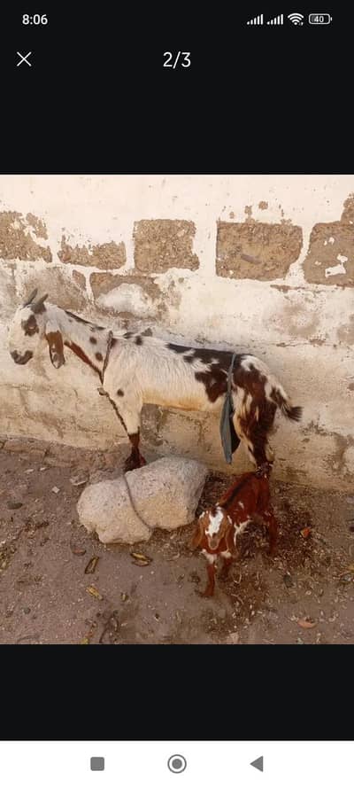 bakri