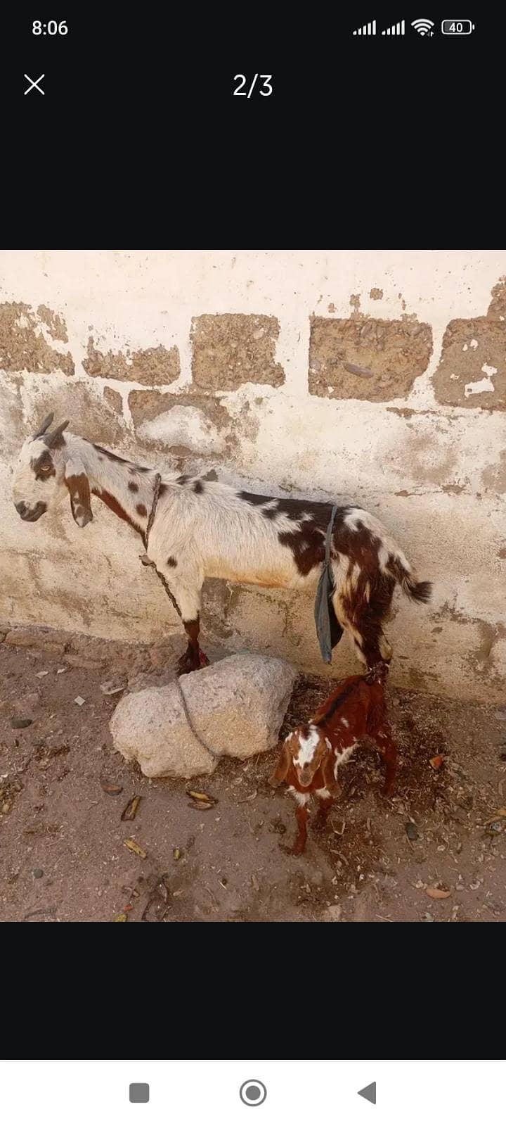bakri 0
