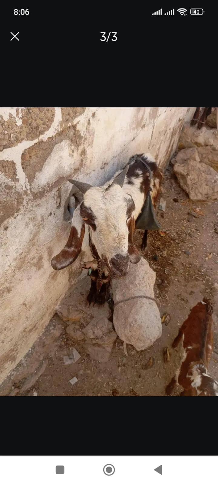 bakri 1