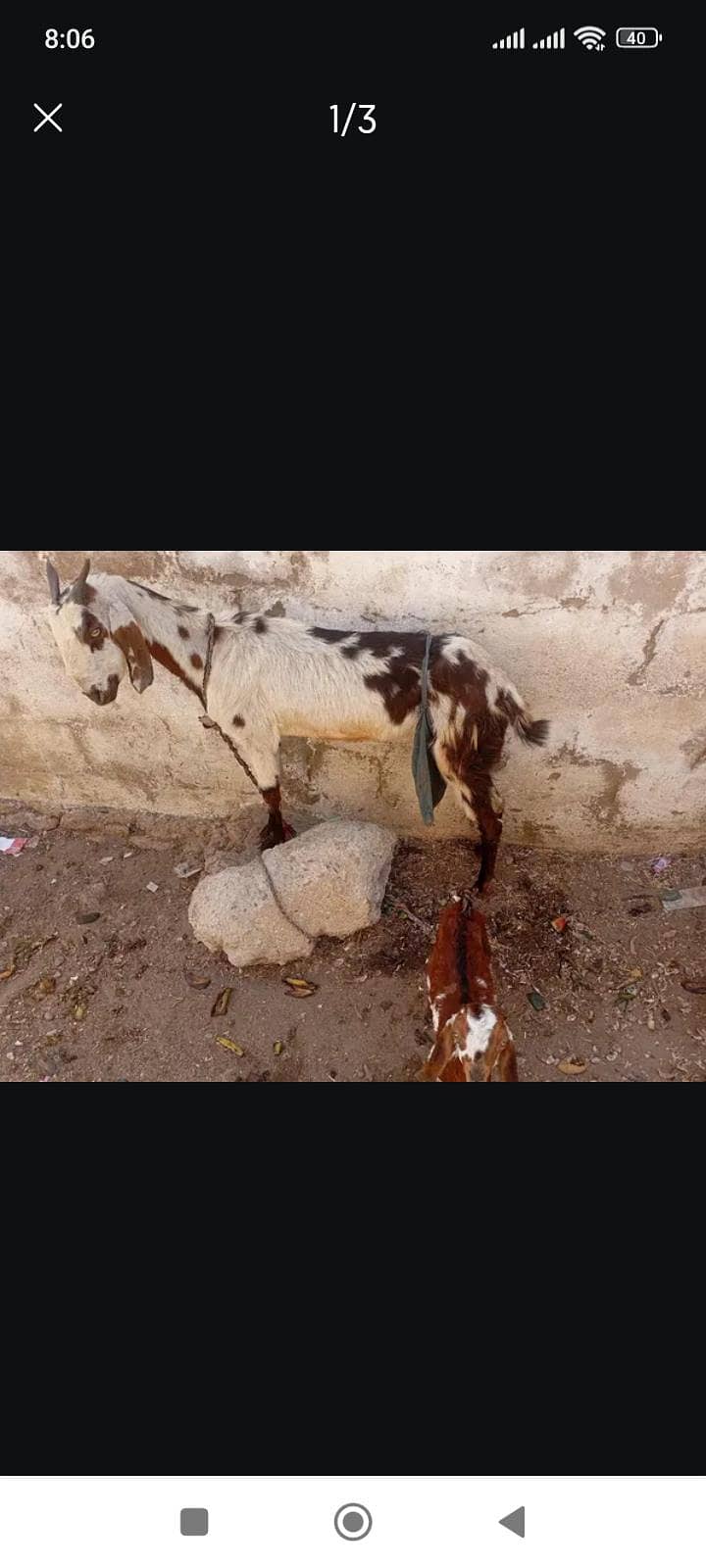 bakri 2
