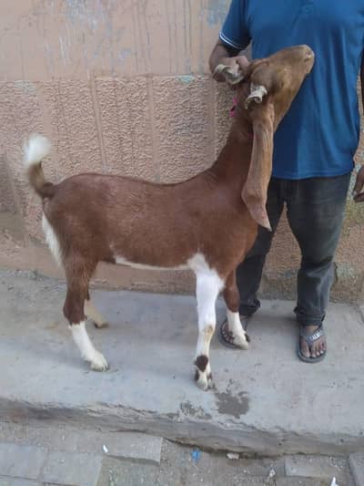 khassi 2 daant 03131165314