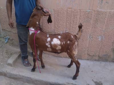 khassi 2 daant 03131165314