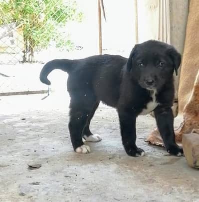 bakarwali female puppy for sale