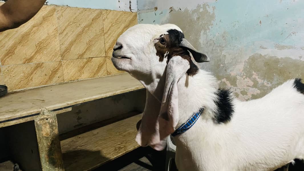Bakra 0