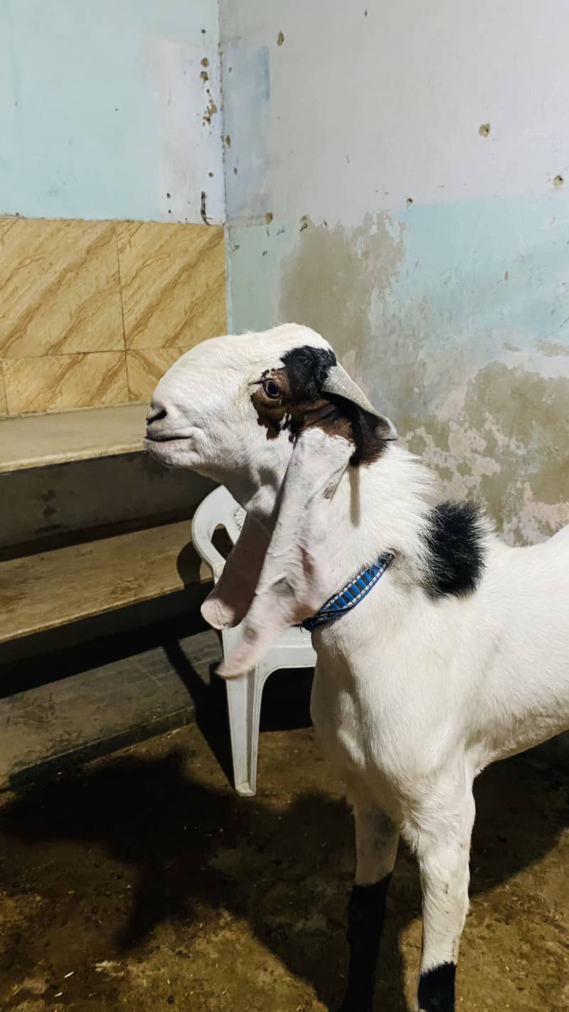 Bakra 1