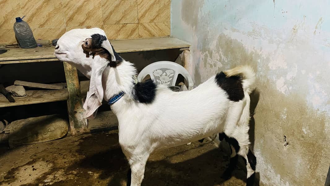 Bakra 2